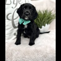 Cocker Spaniel (Show) - Both