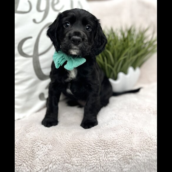 Cocker Spaniel (Show) - Both