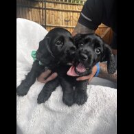 Cocker Spaniel (Show) - Both