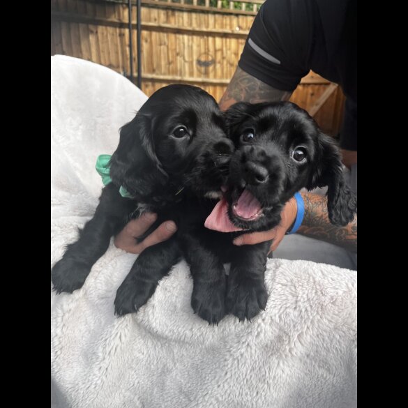 Cocker Spaniel (Show) - Both
