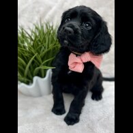 Cocker Spaniel (Show) - Both