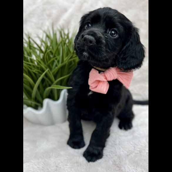 Cocker Spaniel (Show) - Both