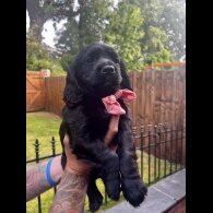 Cocker Spaniel (Show) - Both