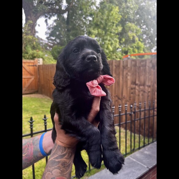 Cocker Spaniel (Show) - Both