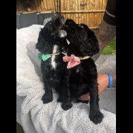 Cocker Spaniel (Show) - Both