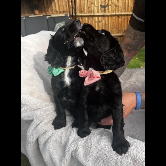 Cocker Spaniel (Show) - Both