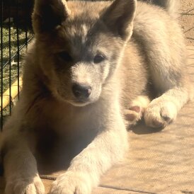 Akita - Both