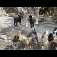 Akita - Both