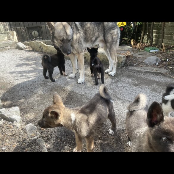 Akita - Both