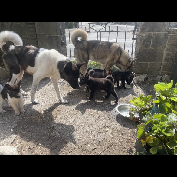 Akita - Both