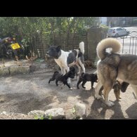 Akita - Both