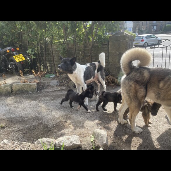 Akita - Both