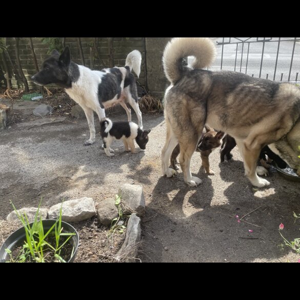Akita - Both