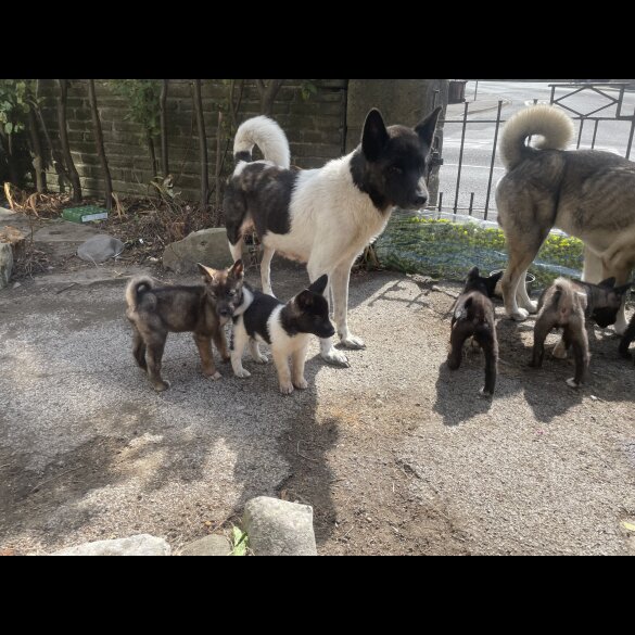 Akita - Both