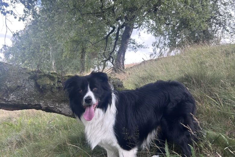Border Collie