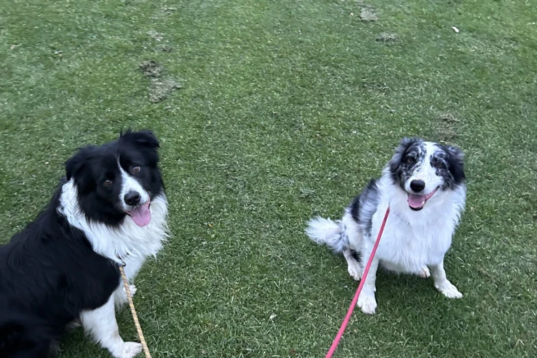 Border Collie