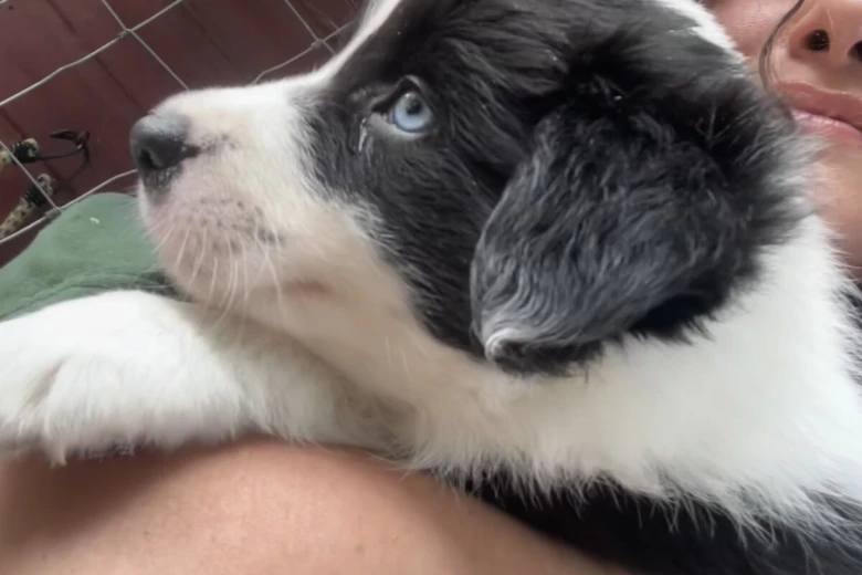 Border Collie