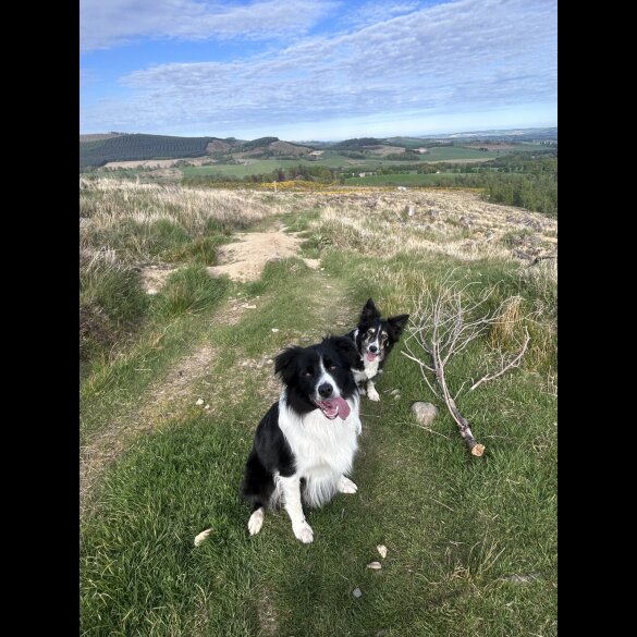 Border Collie
