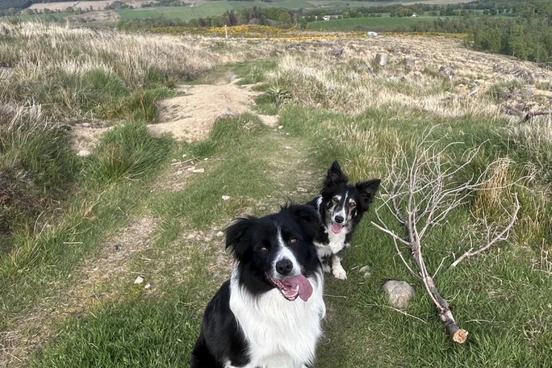 Border Collie