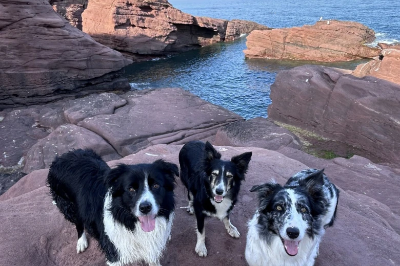 Border Collie