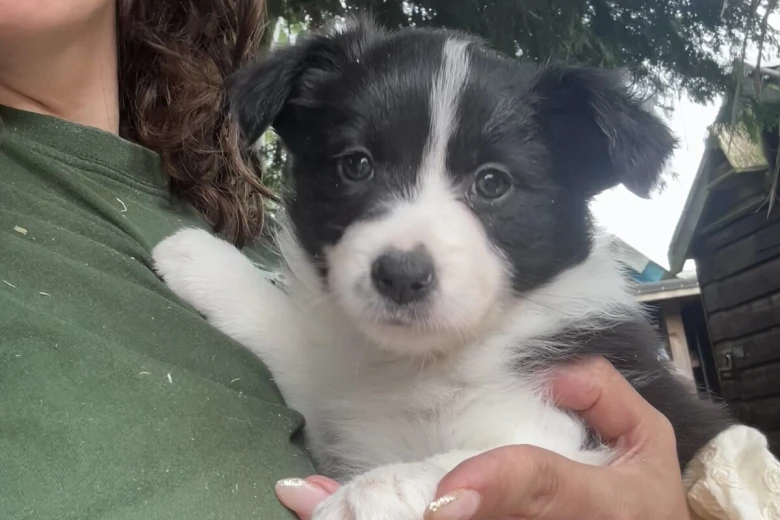 Border Collie