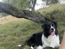 Border Collie