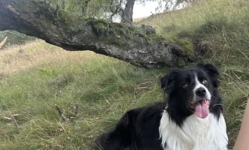 Border Collie