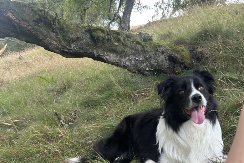 Border Collie