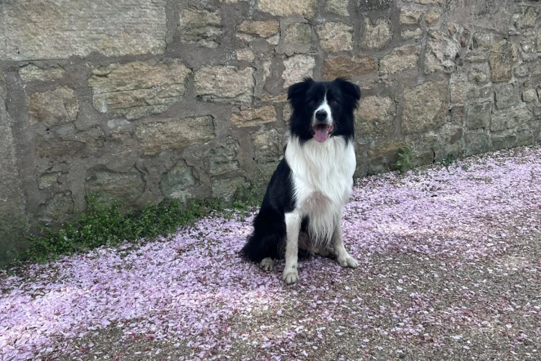 Border Collie