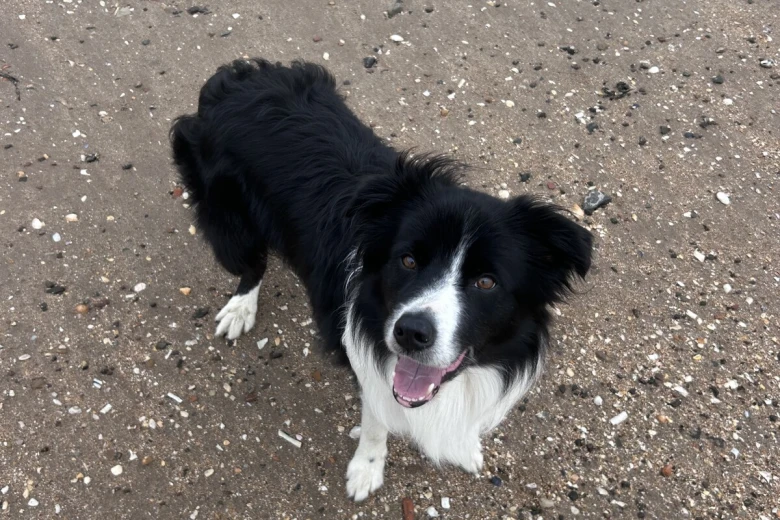 Border Collie