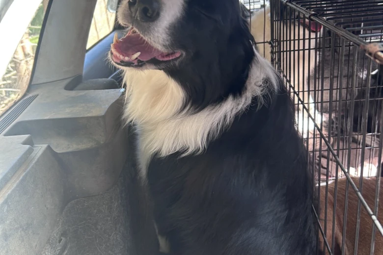 Border Collie