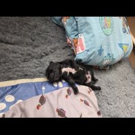 Lurcher - Dogs