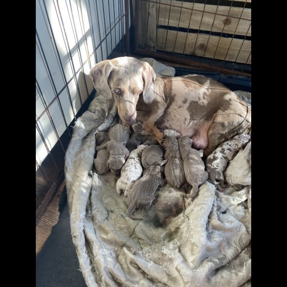 Dachshund (Smooth Haired) - Both