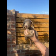 Dachshund (Smooth Haired) - Both