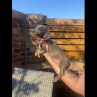 Dachshund (Smooth Haired) - Both