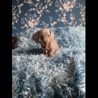 Dachshund (Smooth Haired) - Both