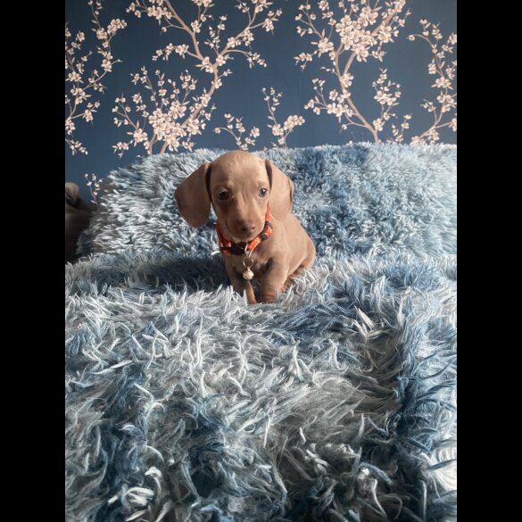 Dachshund (Smooth Haired) - Both