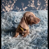 Dachshund (Smooth Haired) - Both