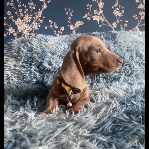 Dachshund (Smooth Haired) - Both