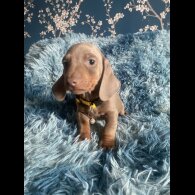 Dachshund (Smooth Haired) - Both