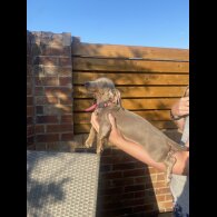 Dachshund (Smooth Haired) - Both