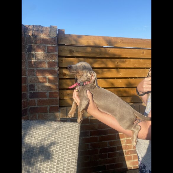 Dachshund (Smooth Haired) - Both