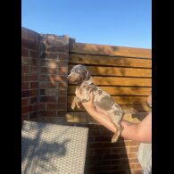 Dachshund (Smooth Haired) - Both