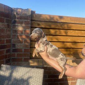 Dachshund (Smooth Haired) - Both