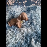 Dachshund (Smooth Haired) - Both