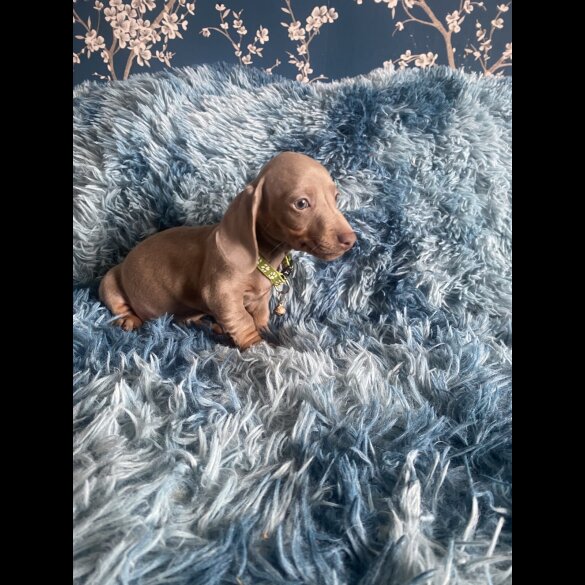 Dachshund (Smooth Haired) - Both