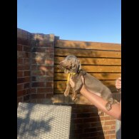 Dachshund (Smooth Haired) - Both