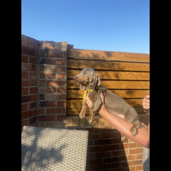 Dachshund (Smooth Haired) - Both