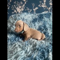 Dachshund (Smooth Haired) - Both