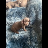 Dachshund (Smooth Haired) - Both